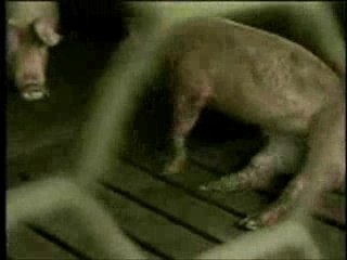 mc donald's slaughter