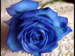 bức thư tình ngày valentine