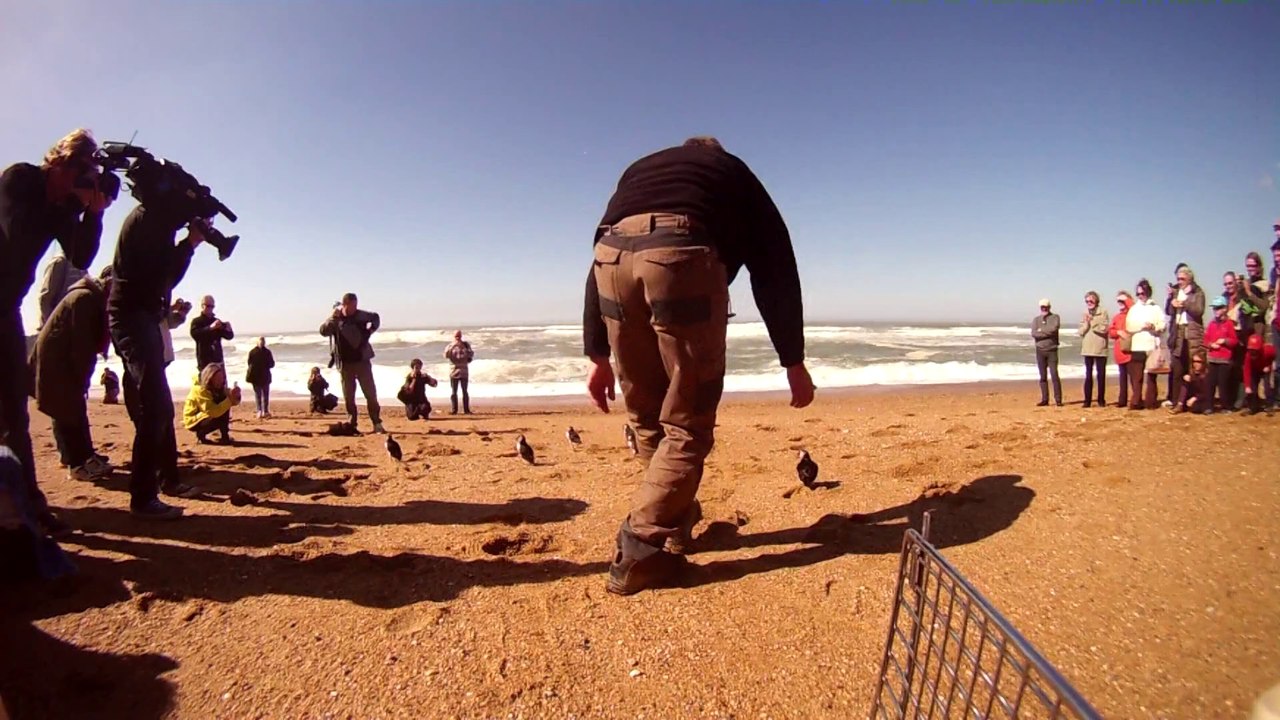 extrait lâcher Guillemots et Macareux