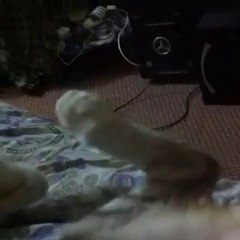 Male Cat Doing Selfie