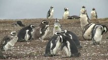 Magdalena Island: where monogamous penguins come to breed