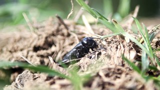 Stock footage - Cricket eats grass