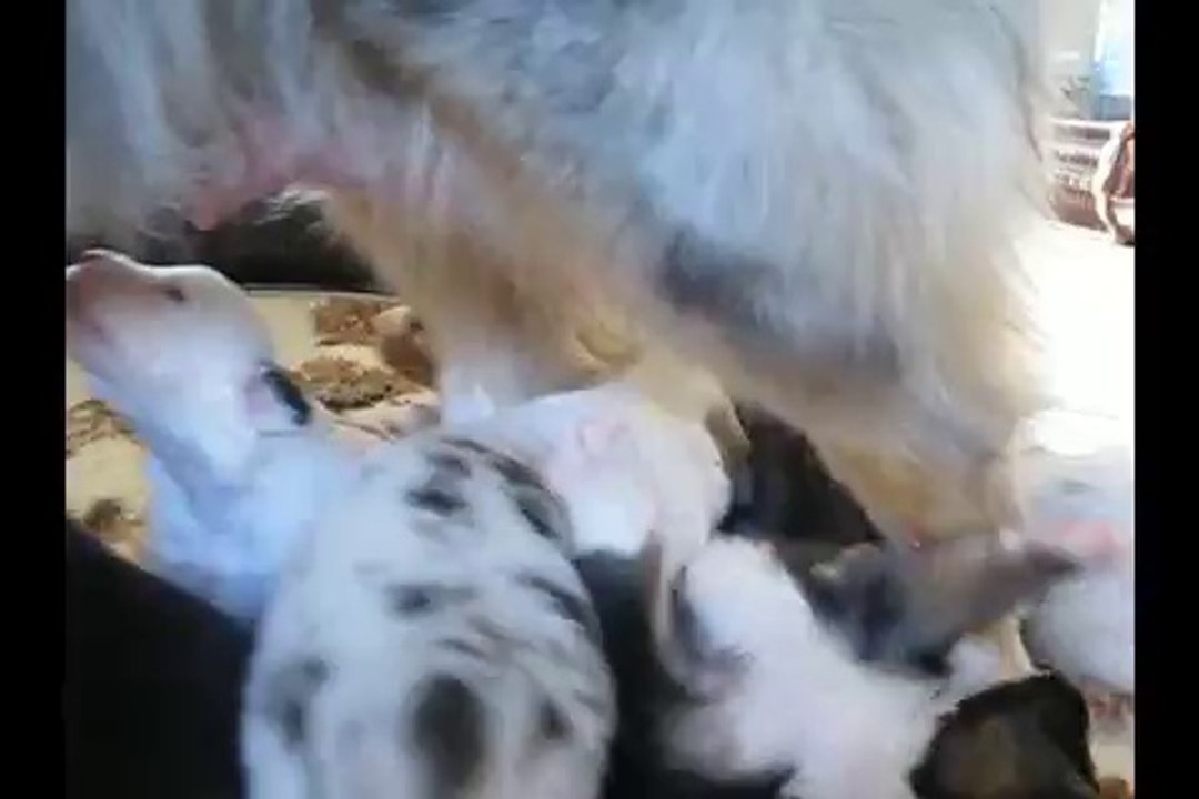 Chiot Berger Australien 18 jours