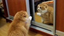 Cat Fight with Himself in a Mirror