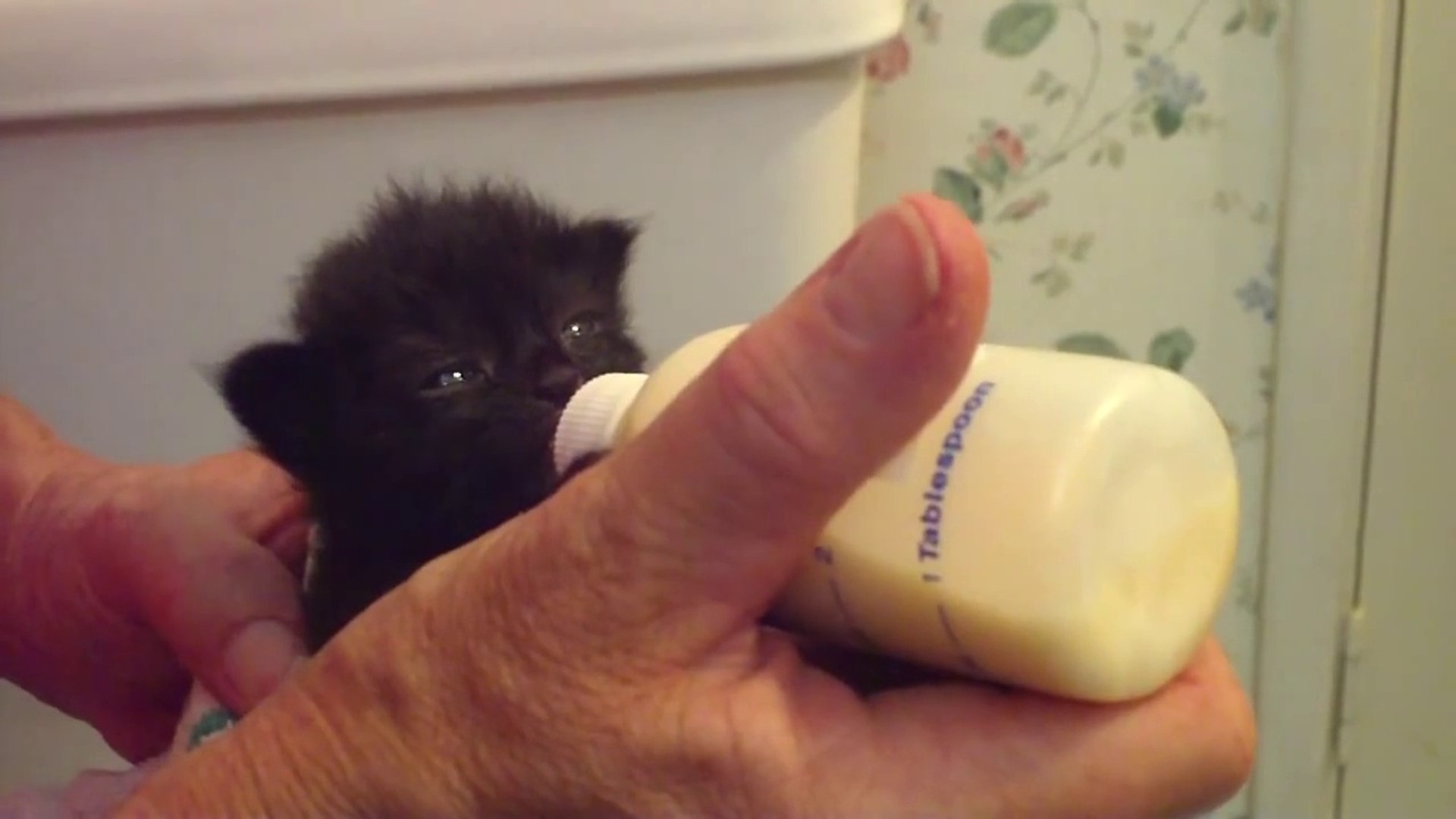 Un Bebe Chat Affame Qui Bouge Ses Oreilles En Buvant Son Lait Trop Mignon Video Dailymotion
