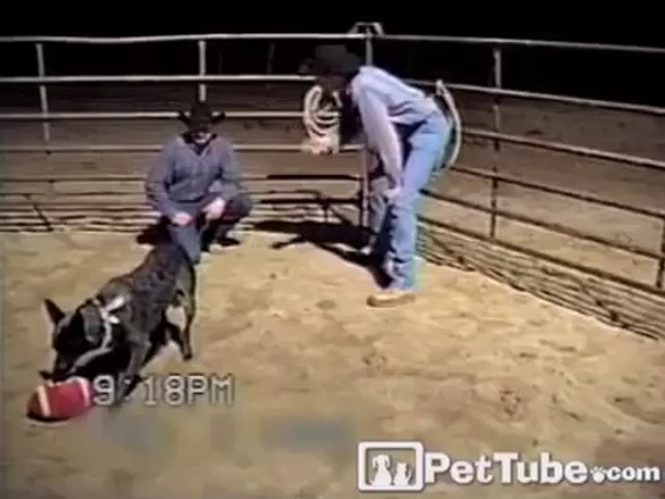 Smart dog