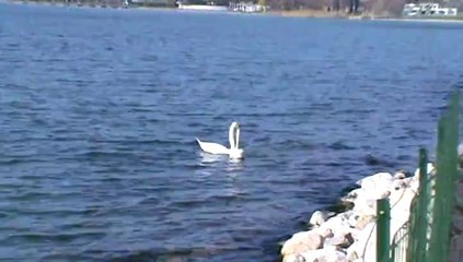 COUPLE DE CYGNES AU LAC DU BOURGET