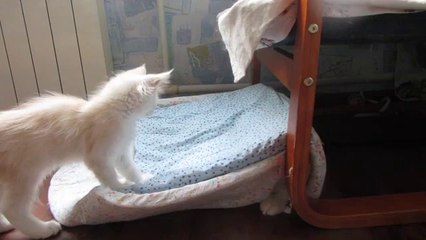 Adorable kitten hides under cushion