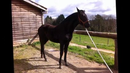 À vendre : Pouliche Minorquine Noire en Dordogne 🐴