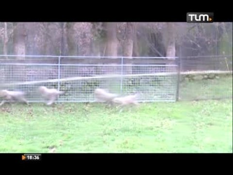 Première sortie pour les 5 bébés guépards (Peaugres)