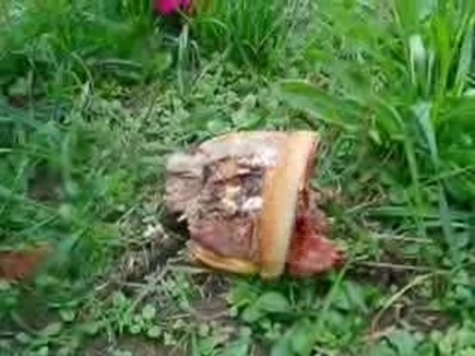 royal bacon