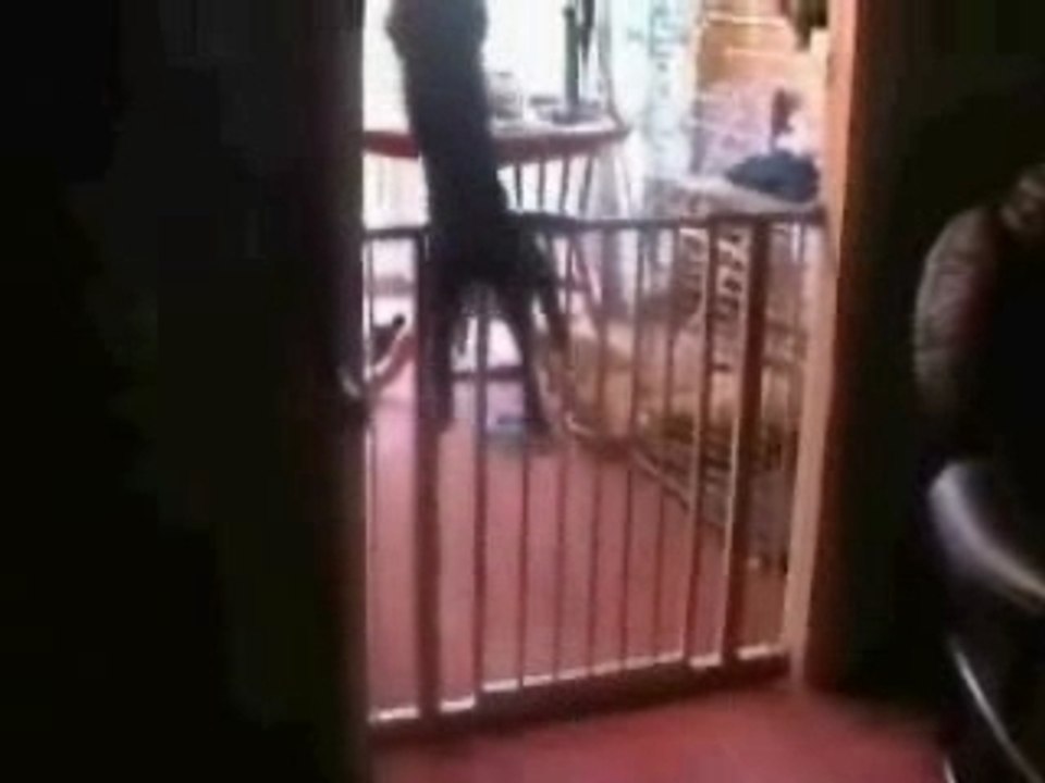 funnycatjump
