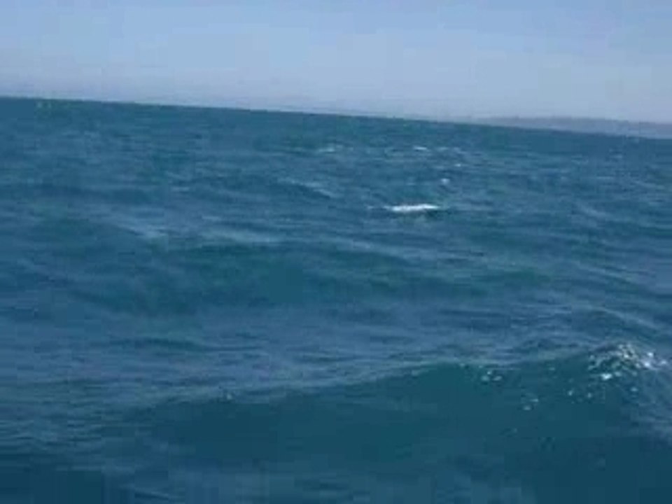 dauphins kangaroo island