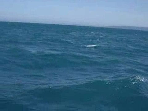 dauphins kangaroo island