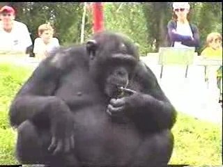 Singe avec une sucette