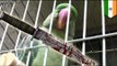 Murder victim's parrot helps catch owner's killer