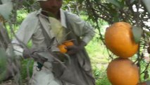 Oranges Kinnow from Garden to factory and packageing 6 Feb 2011 Sargodha Pakistan