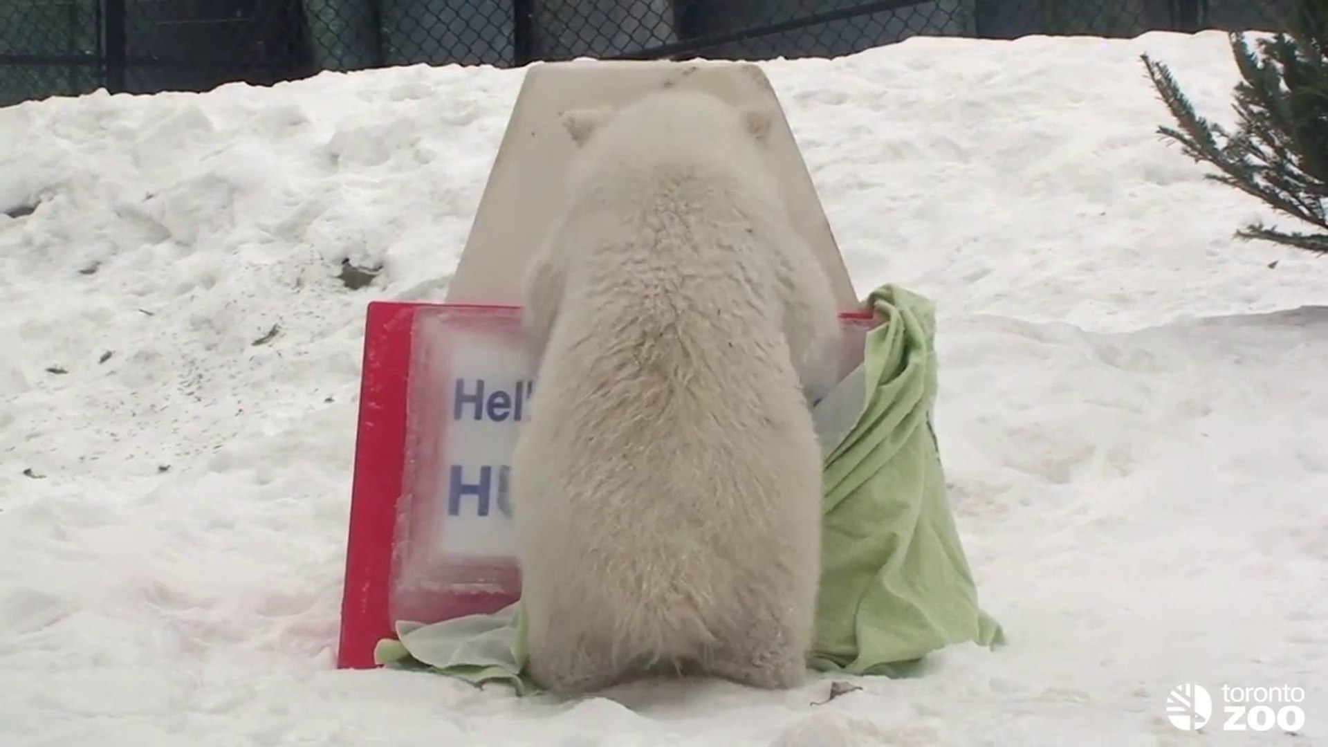 Une touriste française attaquée par un ours polaire dans l'Arctique