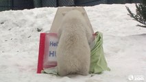 Un jeune ours polaire en captivité au zoo de Toronto révèle son nom... Marrant!
