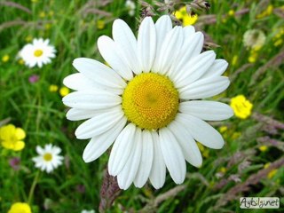 TADİLAT-Sİ,NCAN YAPI-DEKOR 532701243