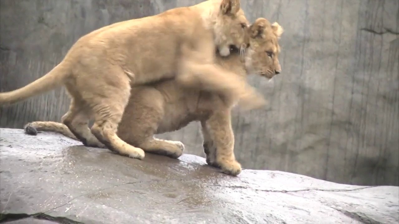 Lion Cubs Meet Dad For First Time