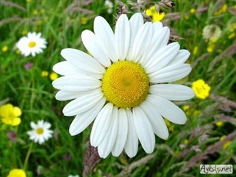 TADİLAT-dekorasyon Sİ,NCAN YAPI-DEKOR 532701243