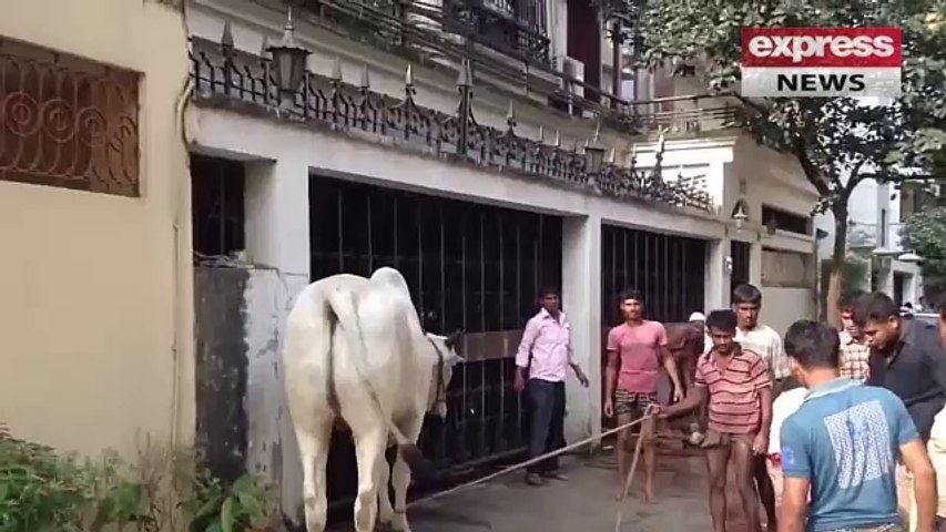 Cow kick like Shahid Afridi