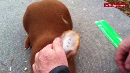 Guingamp. Un concours avicole et cunicole au parc de Kergoz