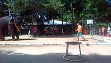 Elephant Plays Soccer In Thailand