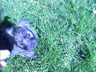 Jaudy au jardin à midi