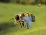 Abejas: Sentidos extraordinarios