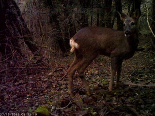 LES DEUX JEUNES CHEVREUILS BIS