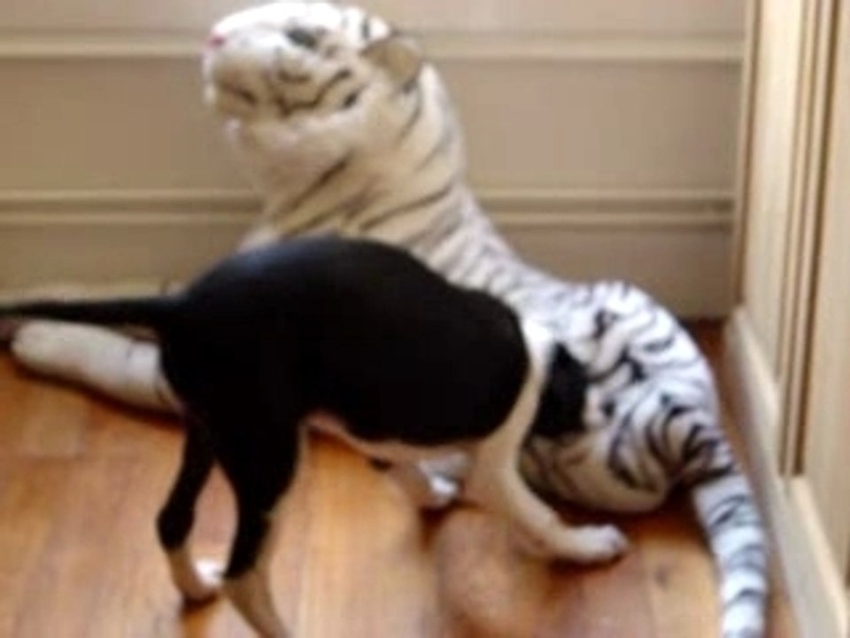 Apache / Tigre