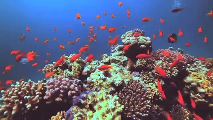 Sue Austin Underwater Wheelchair