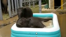 Bebek Fillerin Şişme Havuz Sefası