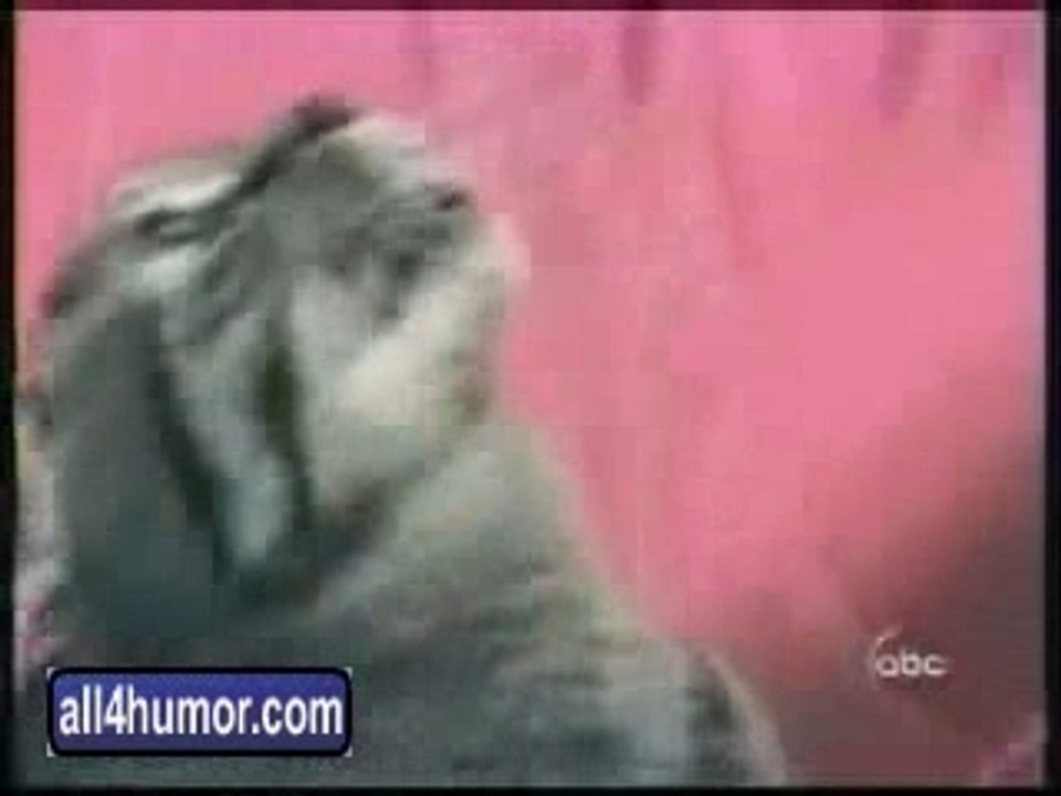 Does anyone speak Cat?