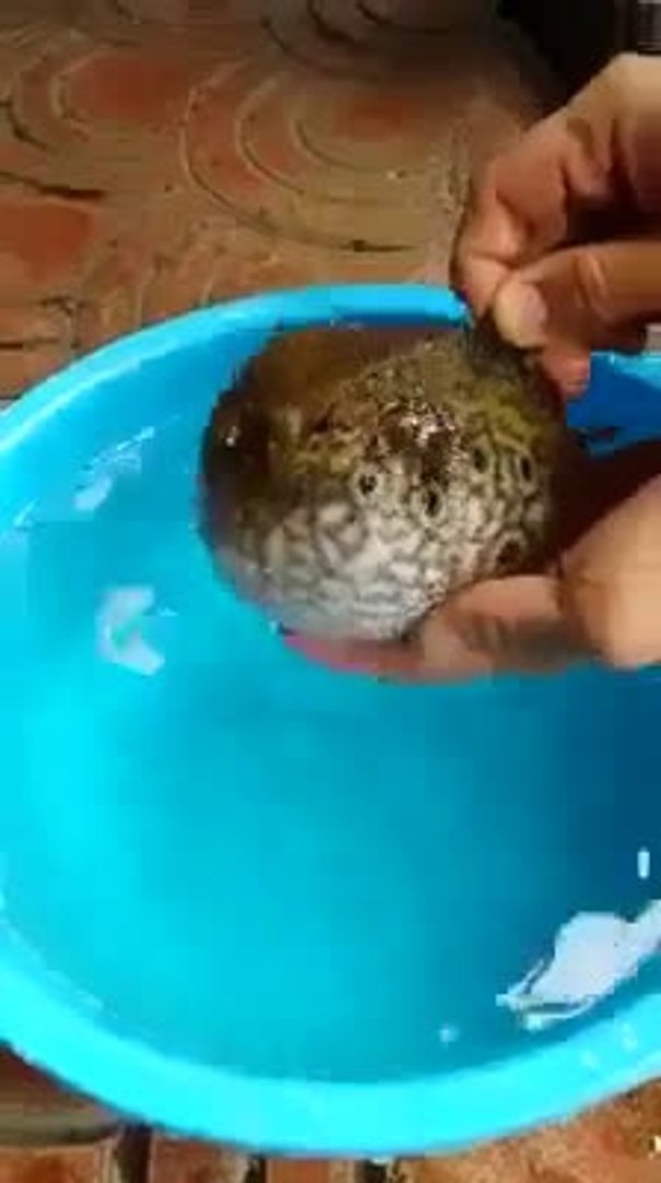 Puffer Fish Deflated