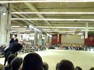 reprise dressage frison