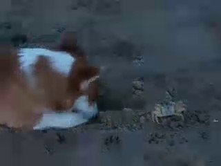 Corgi battles a crab on the beach