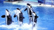 No More Dancing Killer Whales? Bill Threatens To Ban SeaWorld Orca Shows