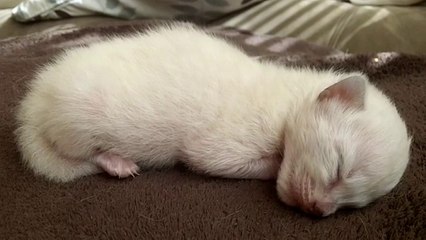 Newborn kitten sleeping adorably
