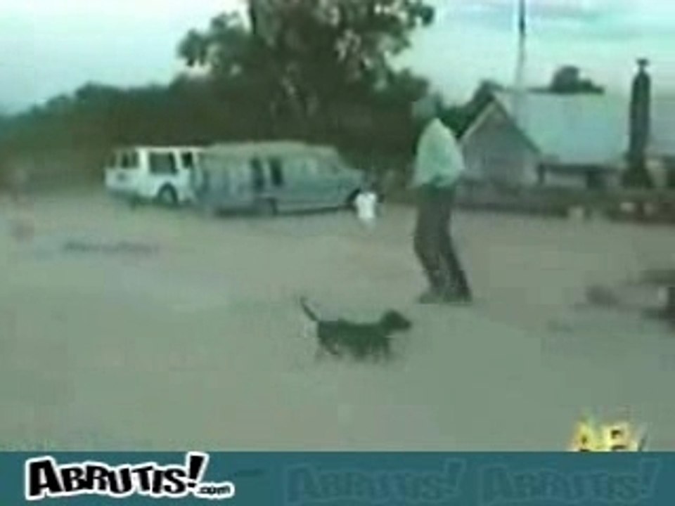 Chien_artificier