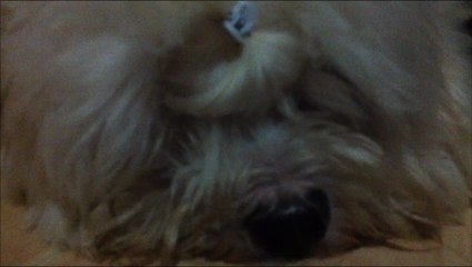 My dog snores like me .... so cute!