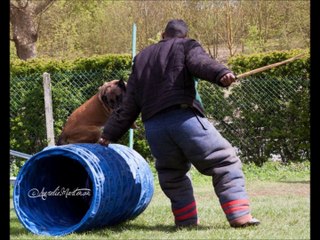 Les Malinois du Dragon Rouge de Jupiter
