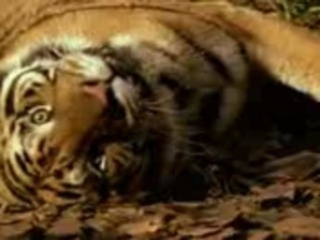 Le tigri Reali - Animali bellissimi!
