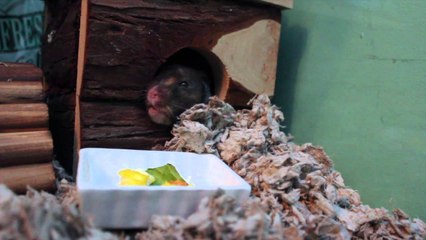 Hamster noms