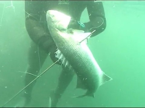 Les Hommes Poisson : Chasse sous-marine