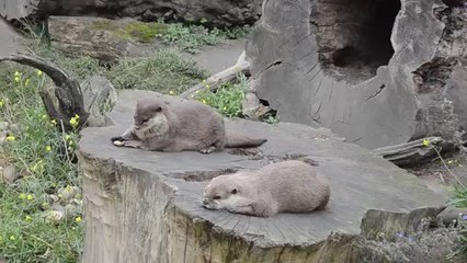 Otters have talent