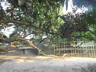 Largest Mango Tree of Bangladesh.