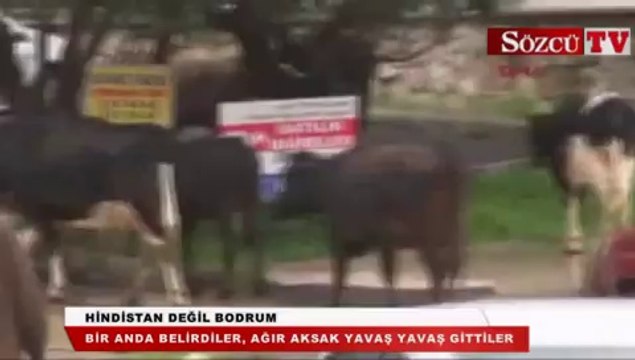 Hindistan değil Bodrum